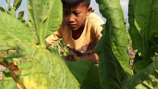 Indonesien Kinderarbeit Tabakfeld