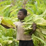 Malawi, child labour, tobacco, tobacco-free world
